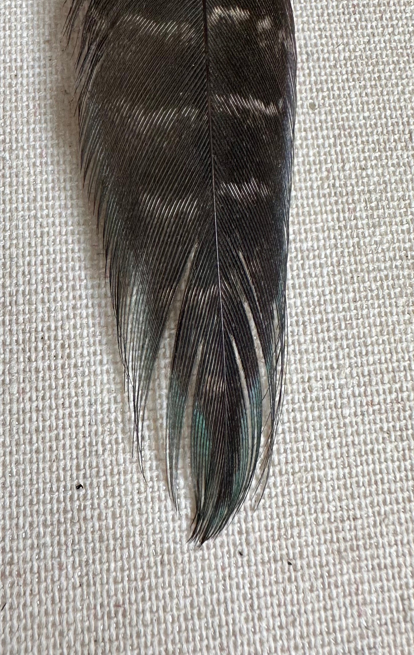 Majestic Melanistic Pheasant Feather Earrings - Cruelty Free